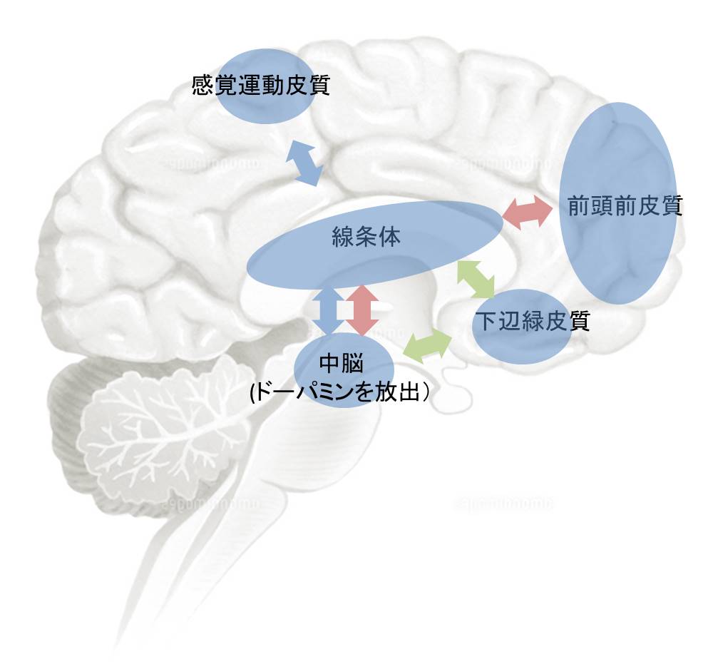 脳内での習慣の形成の図